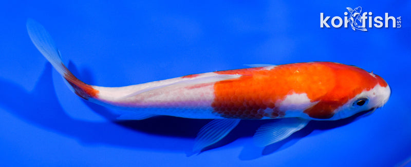 6" KOHAKU