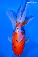 4.5" CALICO ORANDA GOLDFISH