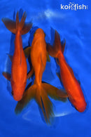 PACK OF (3) 5-6" WAKIN GOLDFISH