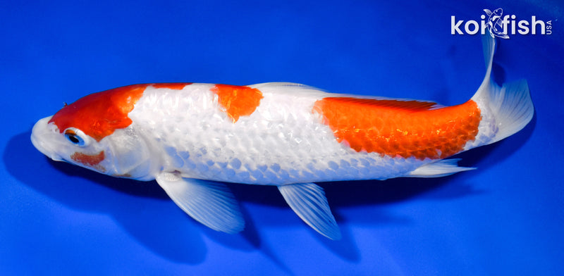 10" GINRIN SANDAN KOHAKU