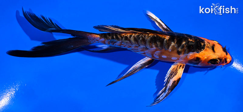 5.5" ARAGOKE ORENJI BEKKO BUTTERFLY