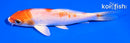 5" HARIWAKE