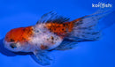 4.5" CALICO ORANDA GOLDFISH