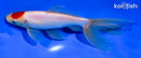 6" TANCHO WATONAI GOLDFISH