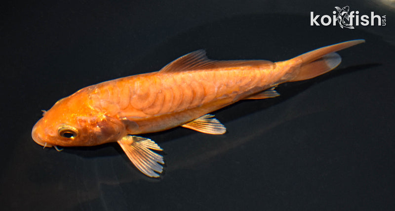 5.75" ARAGOKE CHAGOI