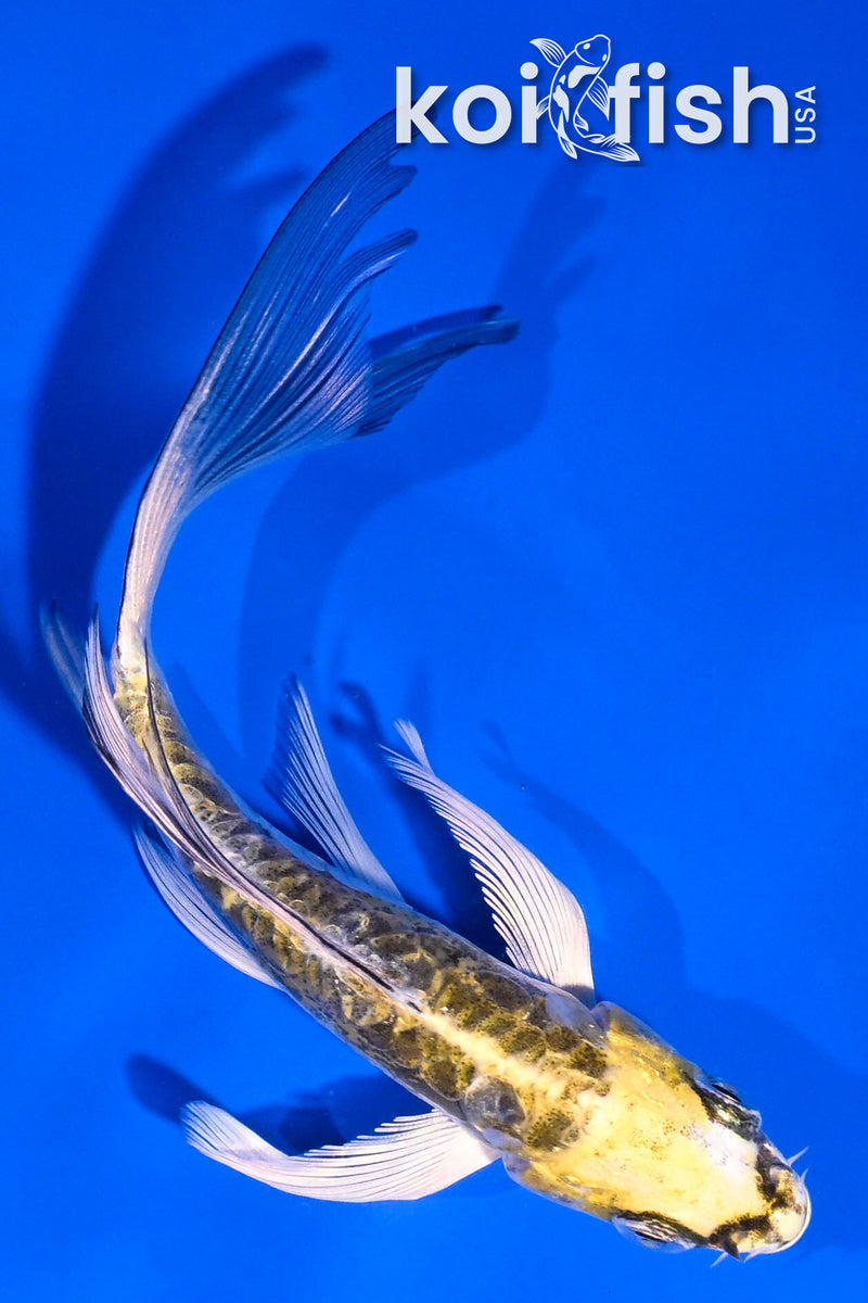 5" ARAGOKE KIN KIKOKURYU BUTTERFLY