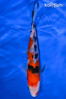 6.25" SANKE