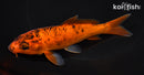 5.75" AKA BEKKO