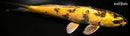 12.5" KIN KI UTSURI