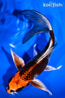 7.25" BENI GINGA BUTTERFLY