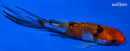 4.5" GINRIN SANKE BUTTERFLY
