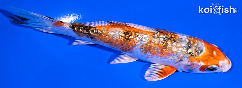 5.5" GINRIN YAMATO NISHIKI