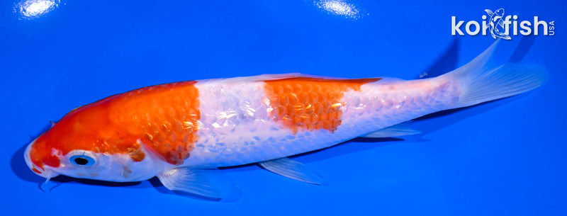 6.75" GINRIN NIDAN KOHAKU