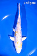 6.5" DOITSU LEMON HARIWAKE