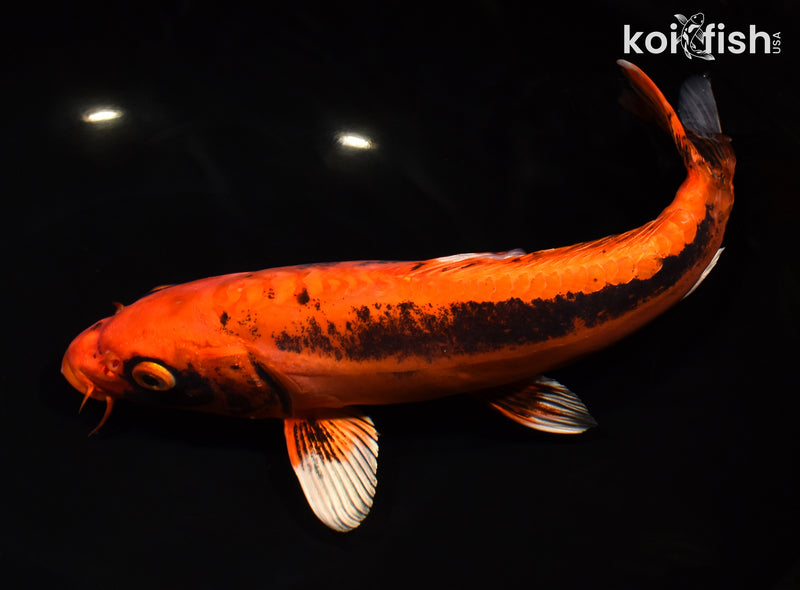 11.5" BENI KIKOKURYU