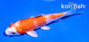 4" HARIWAKE