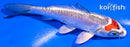 5.5" BENI KIKOKURYU
