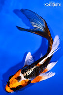 6" BENI KIKOKURYU BUTTERFLY