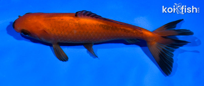 5.5" WAKIN GOLDFISH