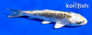 4.5" KIN KIKOKURYU