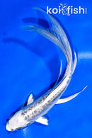 8.5" KIKOKURYU BUTTERFLY