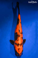 16.25" KIN HI UTSURI