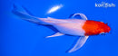 5.25" HARIWAKE BUTTERFLY
