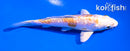 4.5" GINRIN ARAGOKE LEMON HARIWAKE