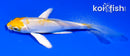 4" LEMON HARIWAKE BUTTERFLY