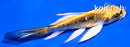 4.5" KIN KIKOKURYU BUTTERFLY
