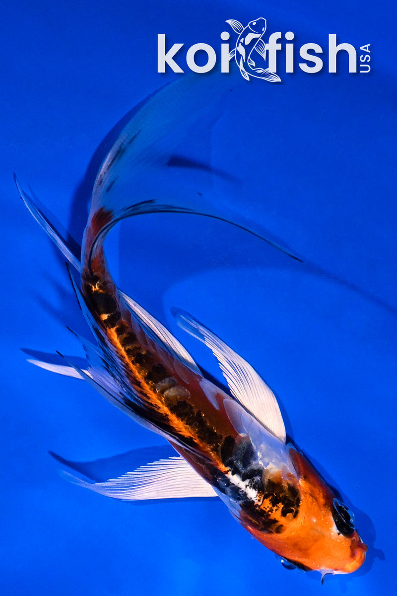 5" ARAGOKE KUJAKU BUTTERFLY