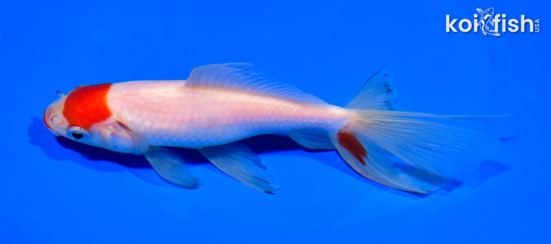 5.75" MARUTEN KUCHIBENI WAKIN GOLDFISH