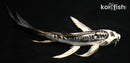 5" KIKOKURYU BUTTERFLY