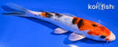 6.5" YAMATO NISHIKI
