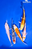 PACK OF (5) 4-5" DOITSU STANDARD KOI