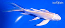 5.75" CREAMY OGON BUTTERFLY