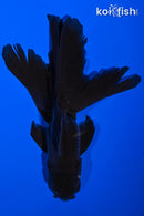 5" FANTAIL ORANDA GOLDFISH