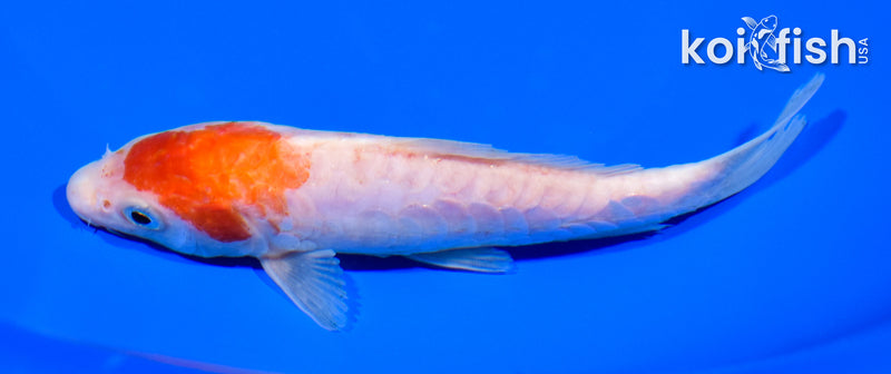 5.75" KOHAKU