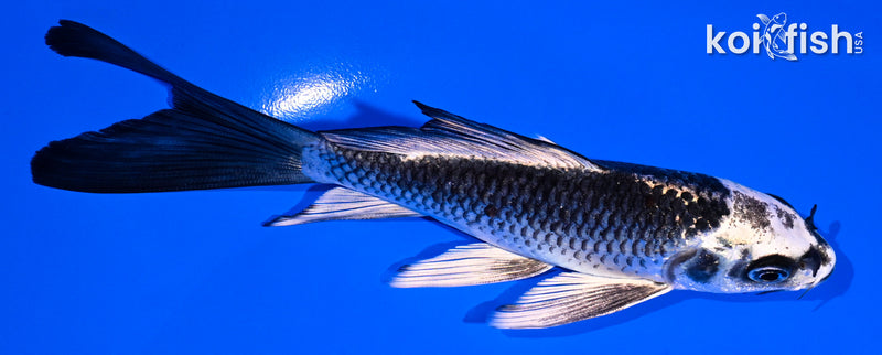 5.5" GINGA BUTTERFLY