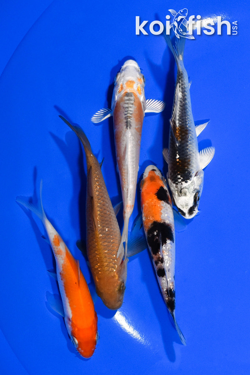 PACK OF (5) 3.5"- 4" STANDARD KOI