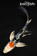 5" GINRIN ARAGOKE HEISEI NISHIKI BUTTERFLY