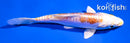 4.5" KIKUSUI
