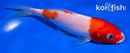 6" KOHAKU