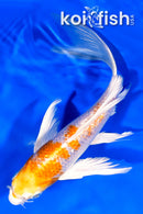 7.5" GINRIN HARIWAKE BUTTERFLY