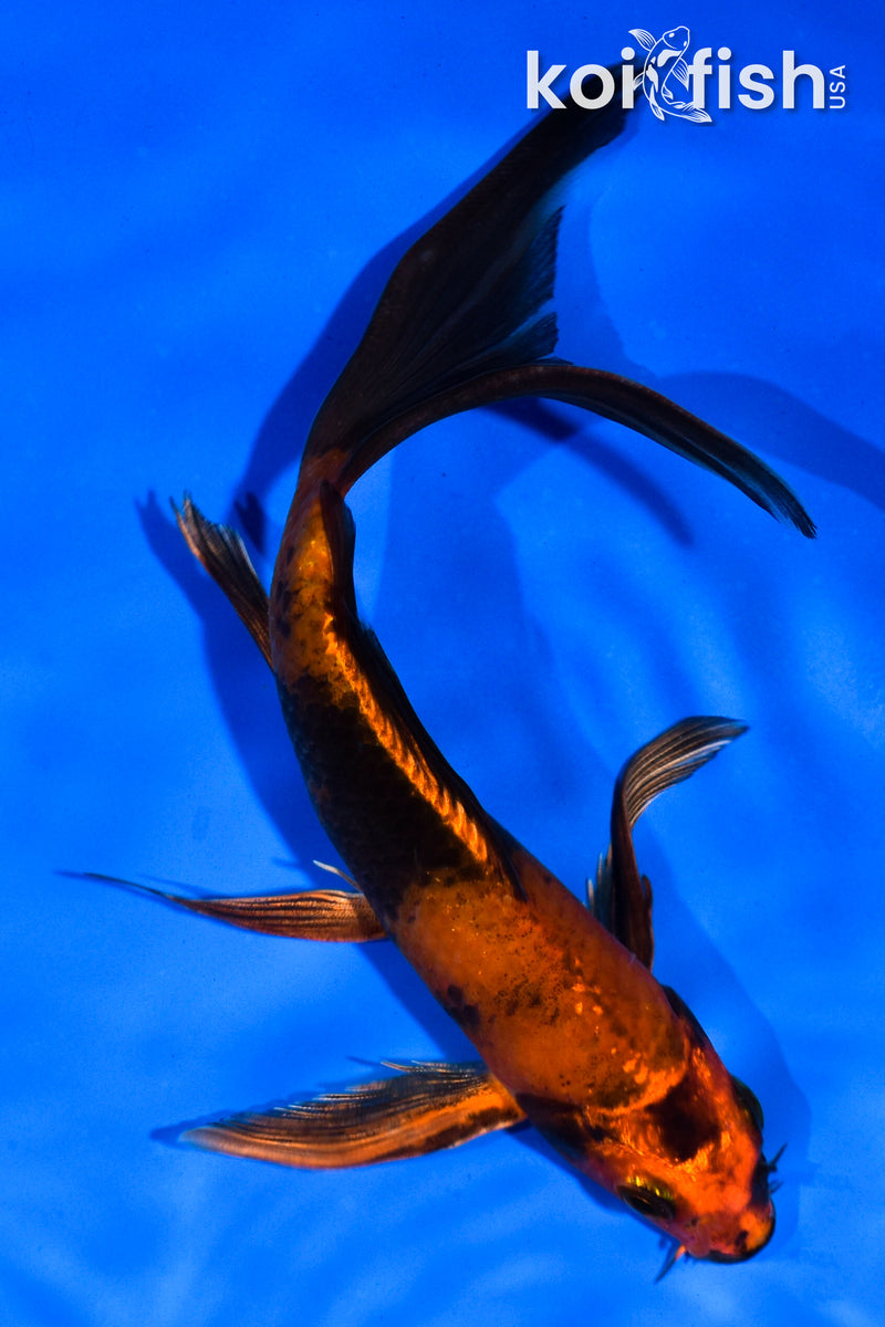 5.5" KIN HI UTSURI BUTTERFLY