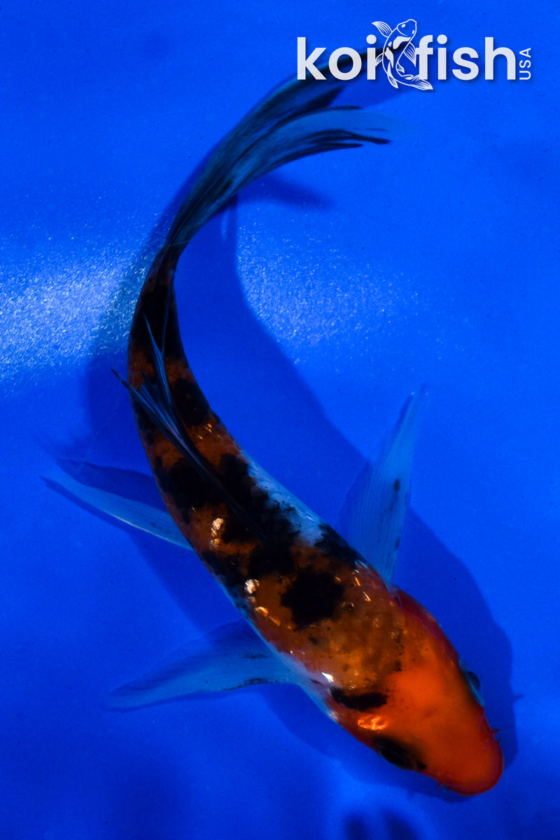 4.5" GINRIN SANKE BUTTERFLY