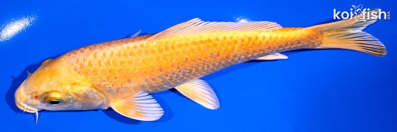 7.25" YAMABUKI OGON