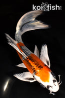 7.75" KUJAKU BUTTERFLY