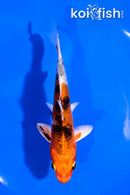 5" YAMATO NISHIKI