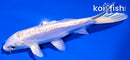 5.5" DOITSU HARIWAKE